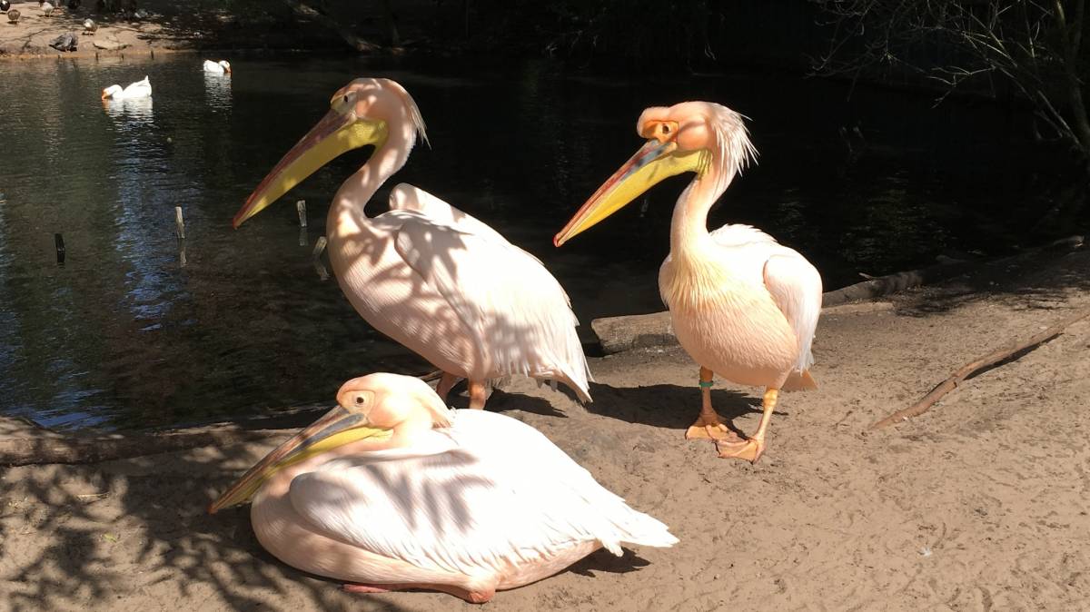 Nadermanns Tierpark